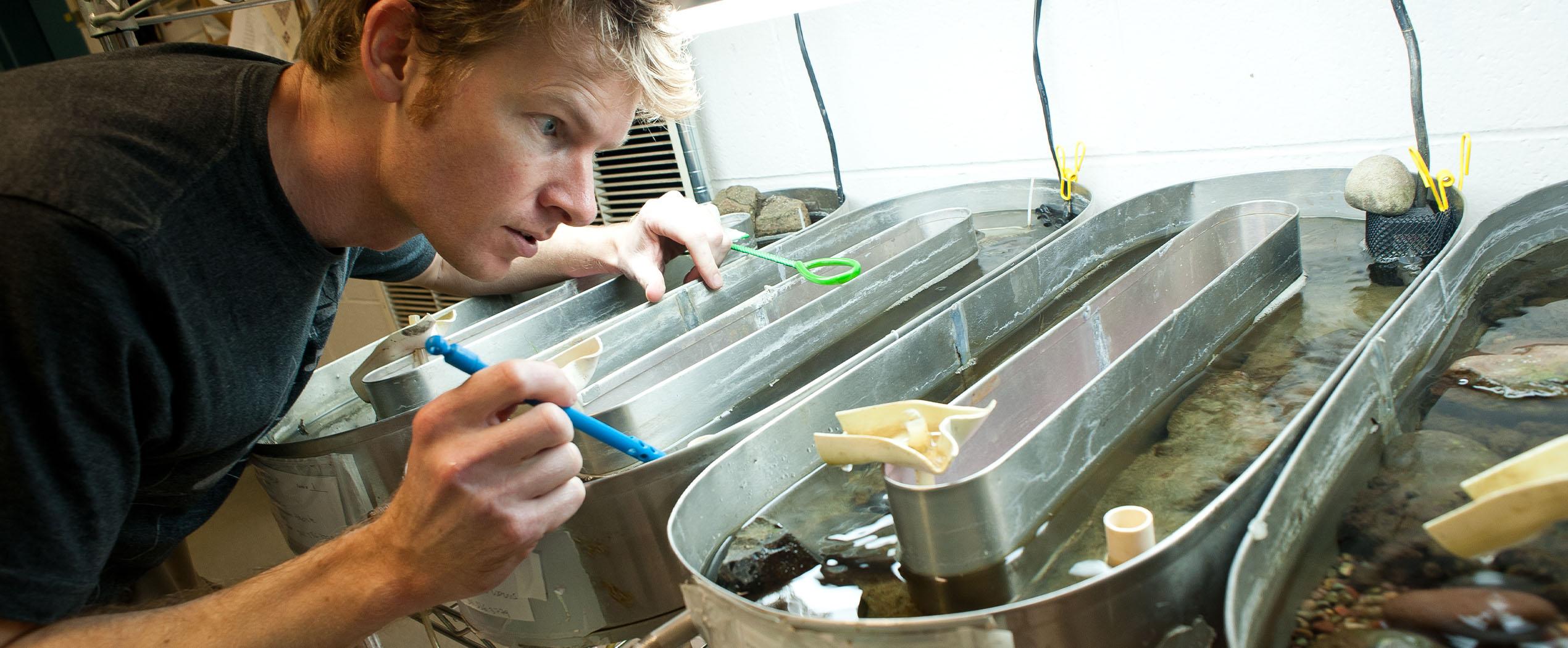 Scientist examining tanks of fish