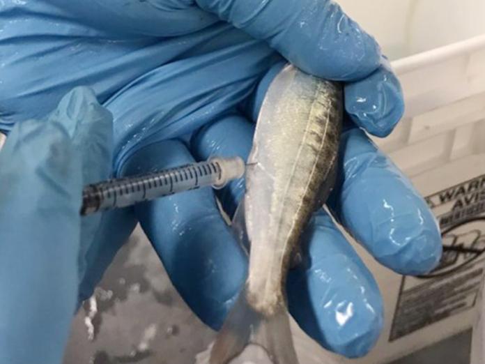 Researcher injecting small fish with syringe