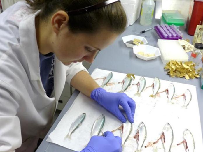 Researcher dissecting fish