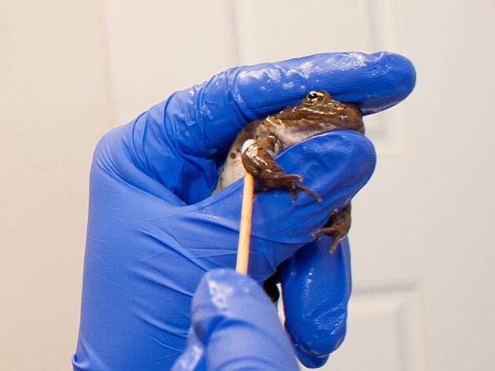 Researcher swabbing frog