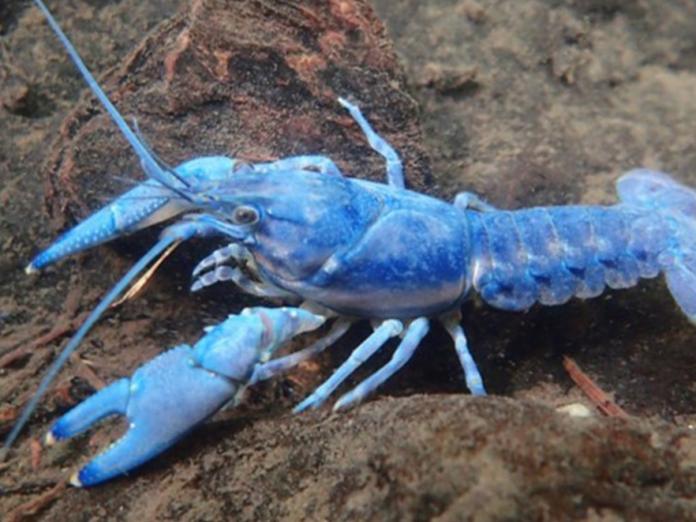 Blue crayfish