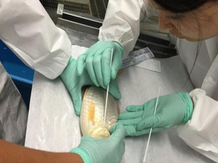 Two researchers swabbing a fish's gills