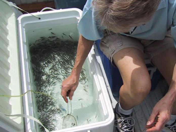 Researcher scooping fish from cooler