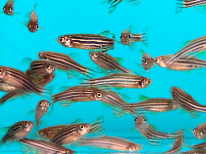 Group of zebrafish