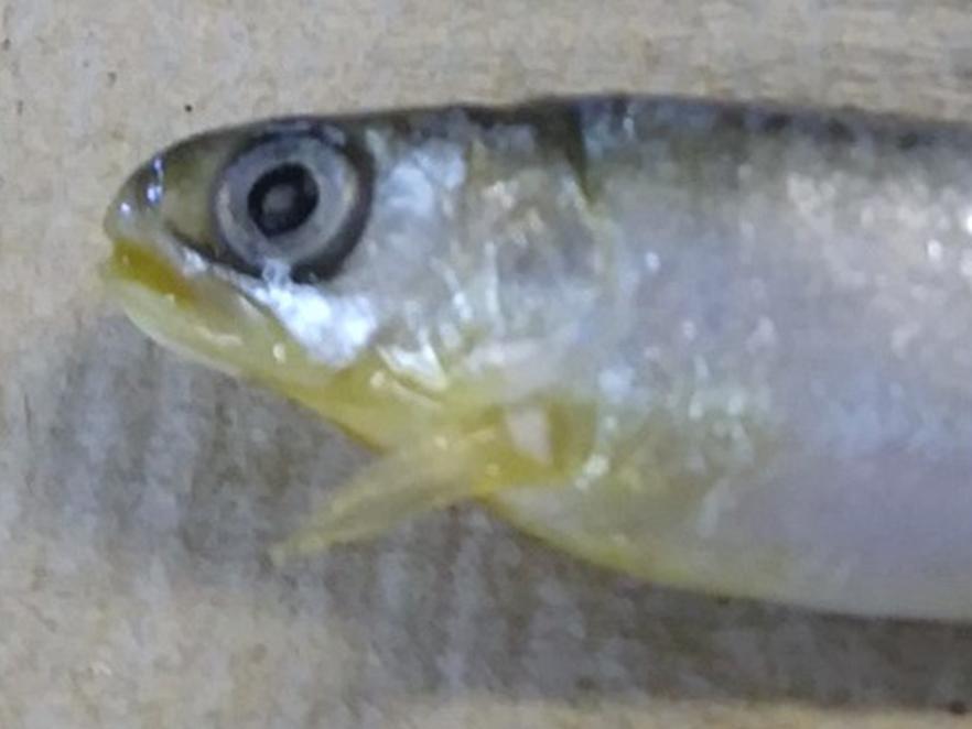 Close up of chum salmon