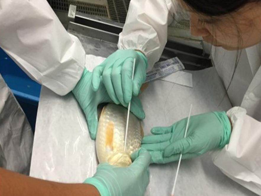 Two researchers swabbing a fish's gills