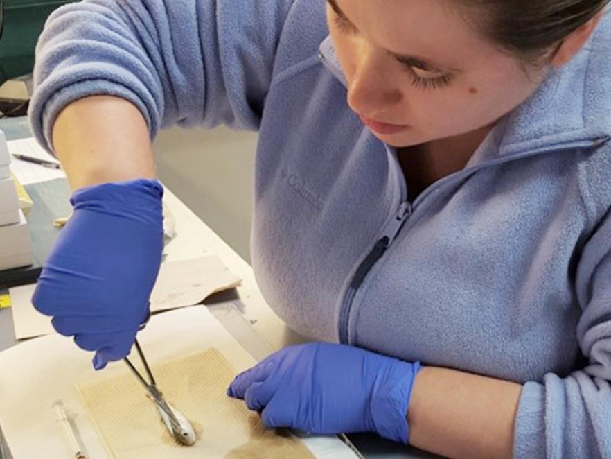 Researcher dissecting small fish