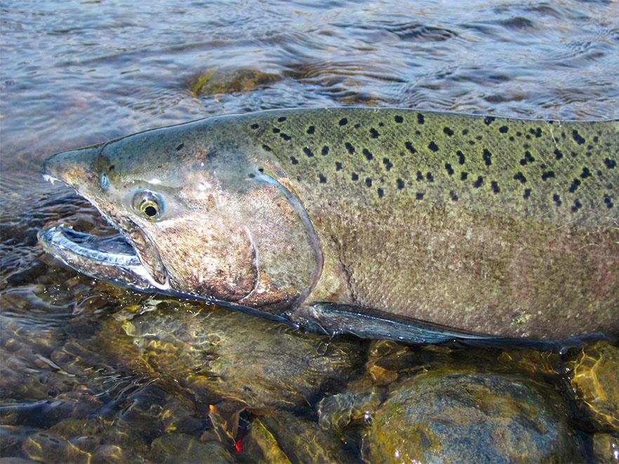 Chinook salmon in a river