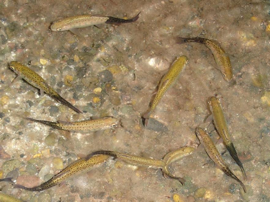 Group of fish