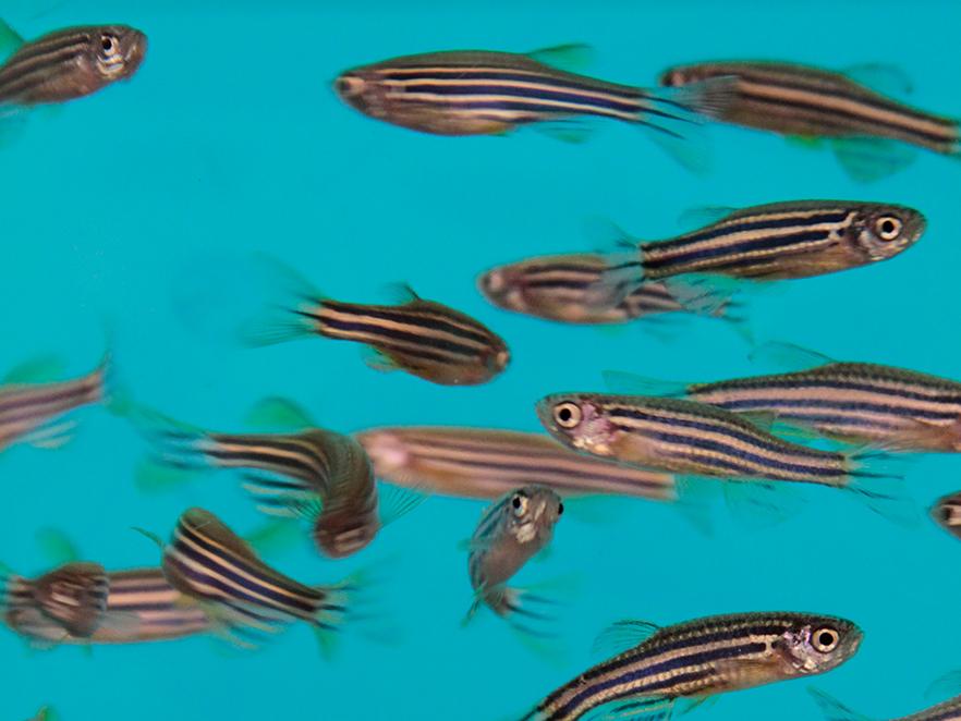 Group of zebrafish